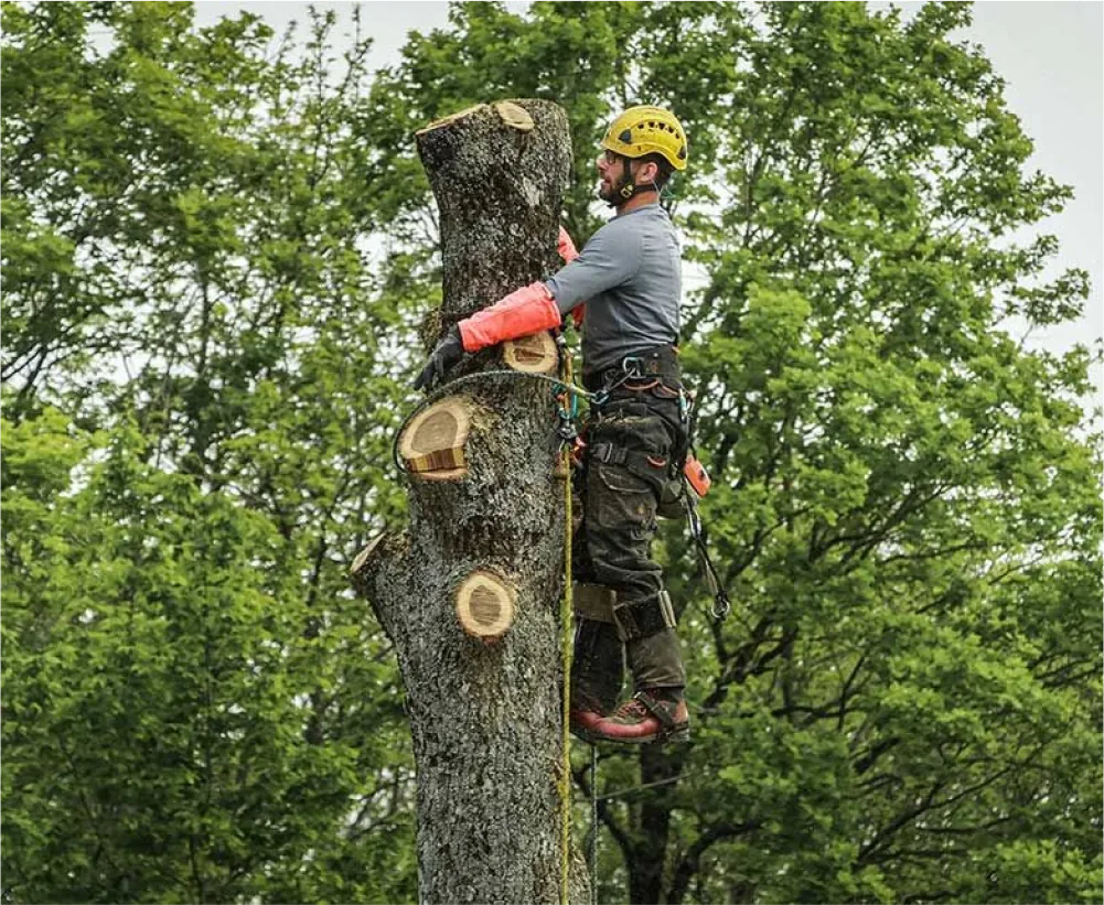 Auriau Elagage Elagueur Dans La Sarthe 72 Abattage 02