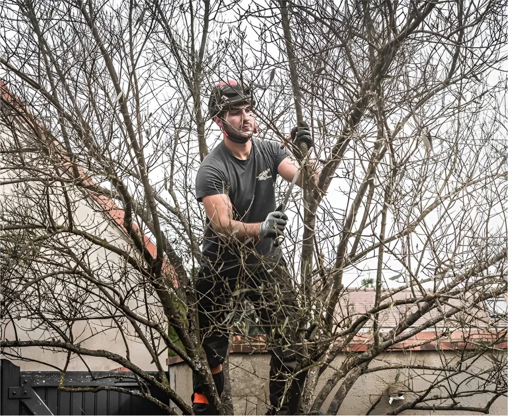 Auriau Elagage Elagueur Dans La Sarthe 72 Abattage 03