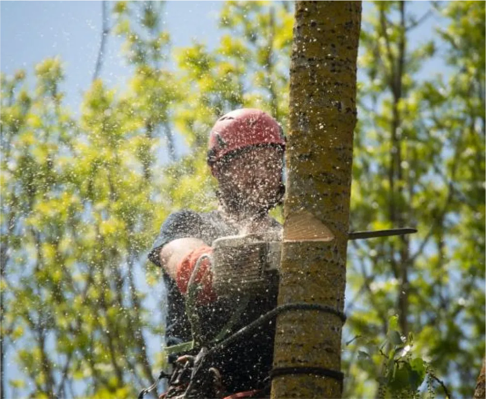 Auriau Elagage Elagueur Dans La Sarthe 72 Abattage 04