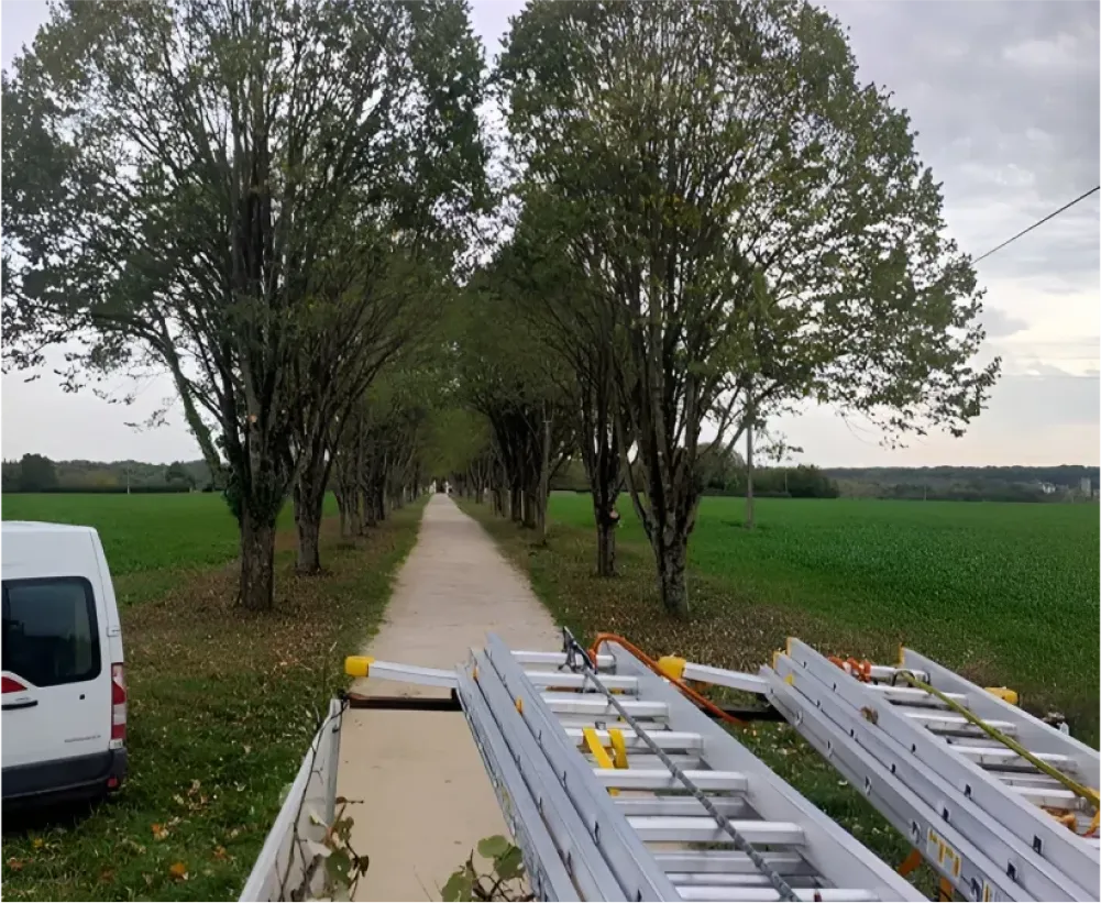 Auriau Elagage Elagueur Dans La Sarthe 72 Abattage 05