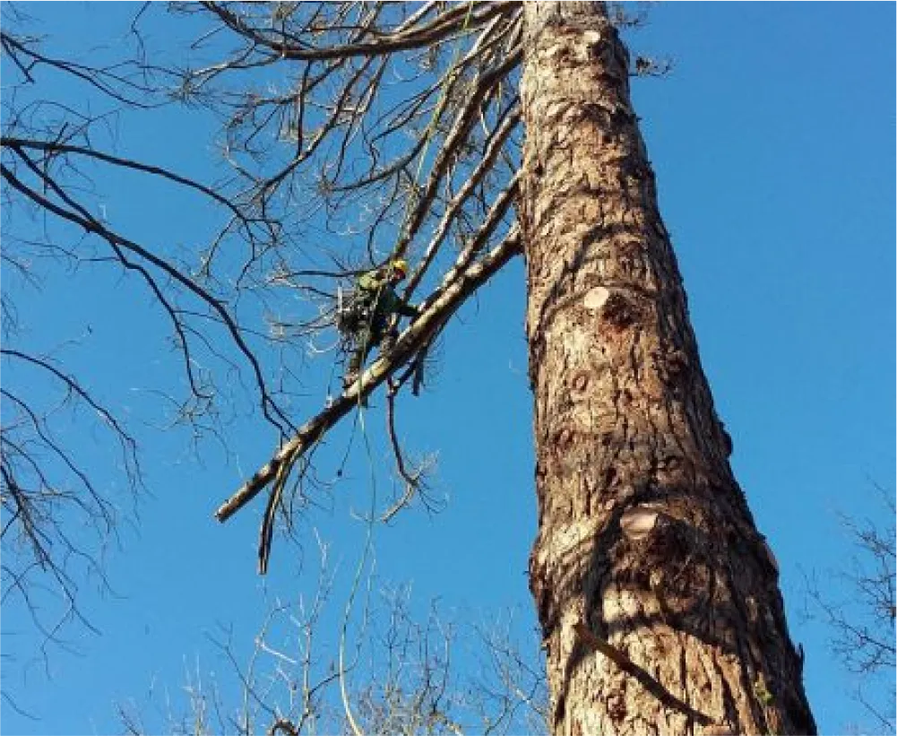 Auriau Elagage Elagueur Dans La Sarthe 72 Abattage 06