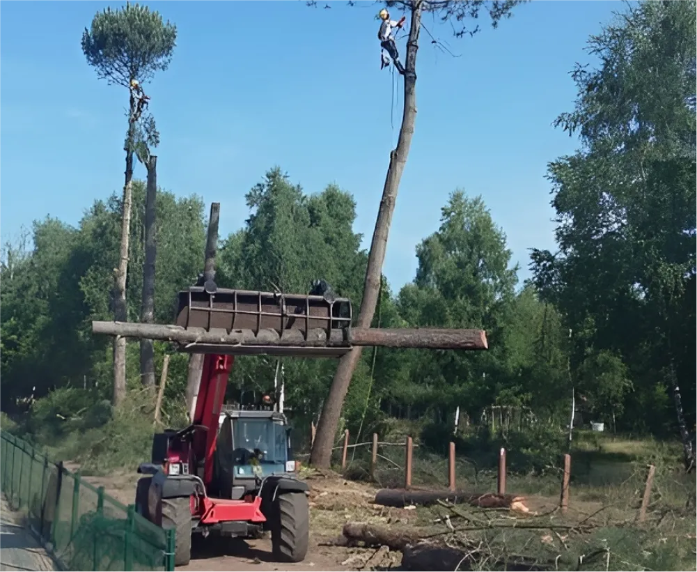 Auriau Elagage Elagueur Dans La Sarthe 72 Evacuation Des Coupes 06