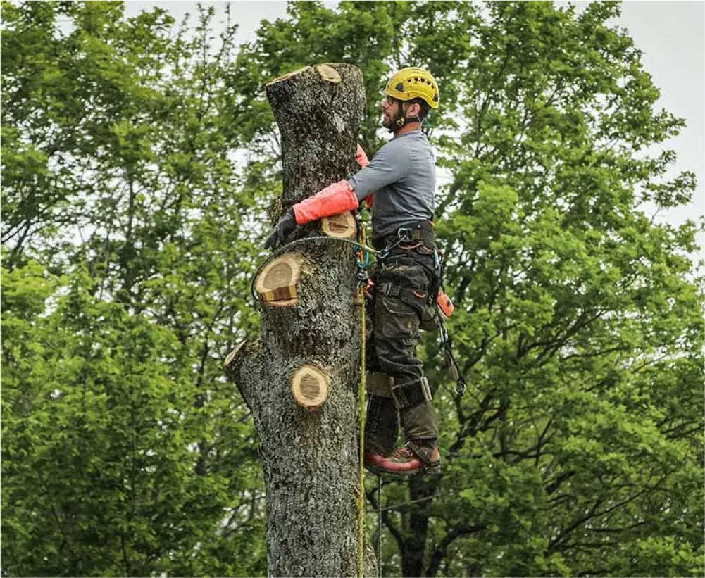 Auriau Elagage Elagueur Dans La Sarthe 72 Galerie Photos 02