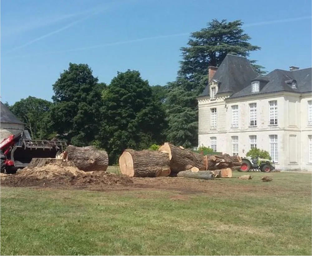 Auriau Elagage Elagueur Dans La Sarthe 72 Galerie Photos 03