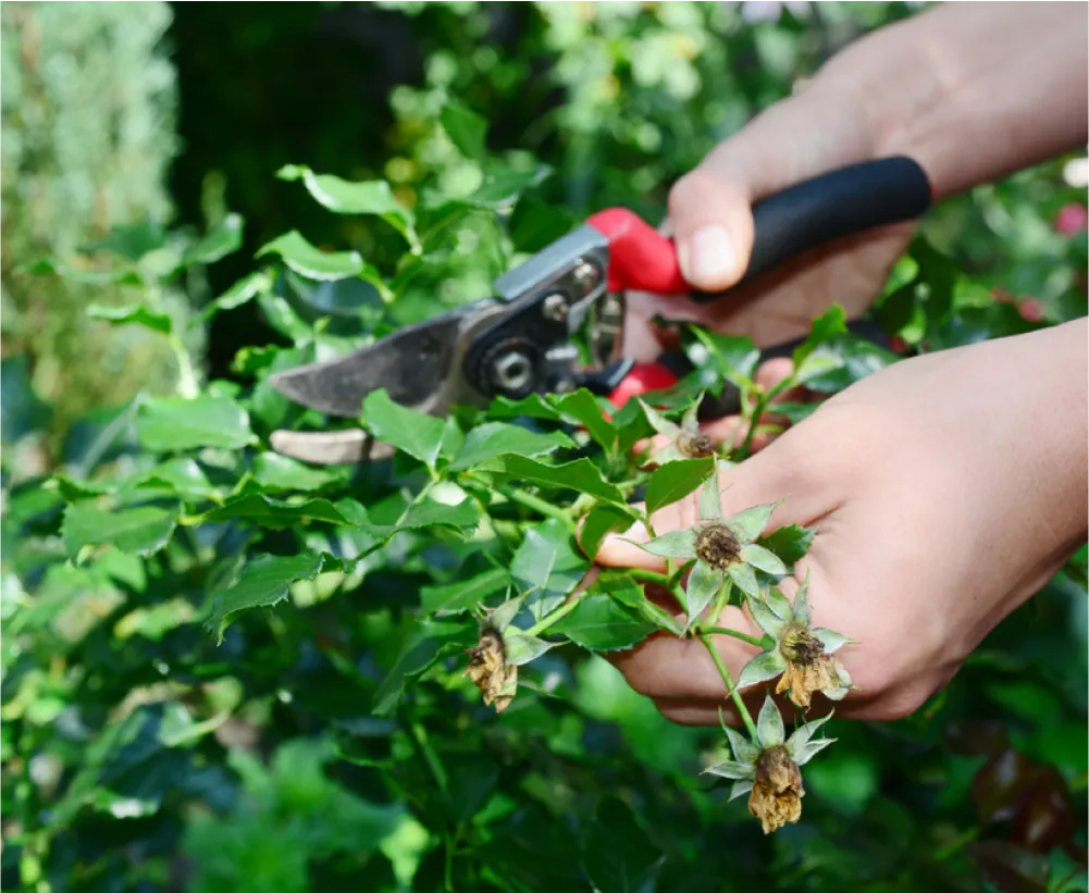 Auriau Elagage Elagueur Dans La Sarthe 72 Soins Aux Arbres 01