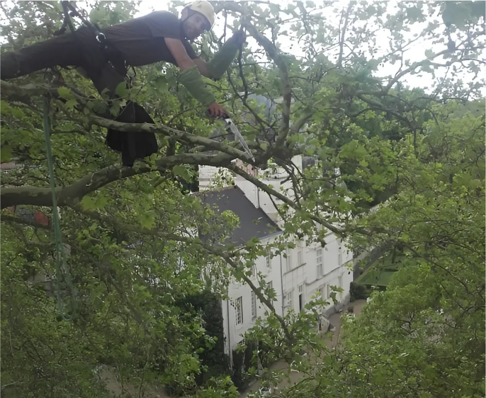 Auriau Elagage Elagueur Dans La Sarthe 72 Soins Aux Arbres 03