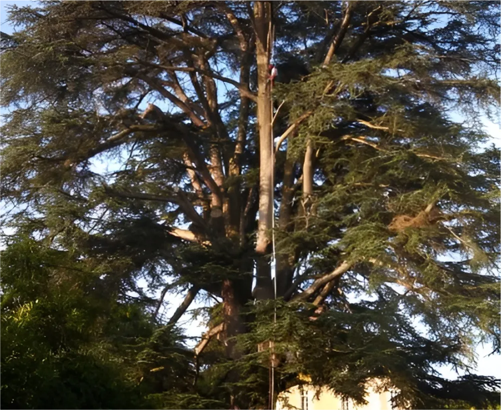 Auriau Elagage Elagueur Dans La Sarthe 72 Soins Aux Arbres 04