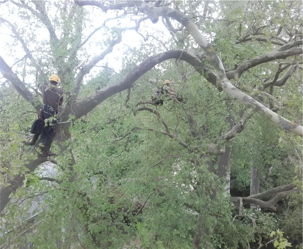 Auriau Elagage Elagueur Dans La Sarthe 72 Soins Aux Arbres 05