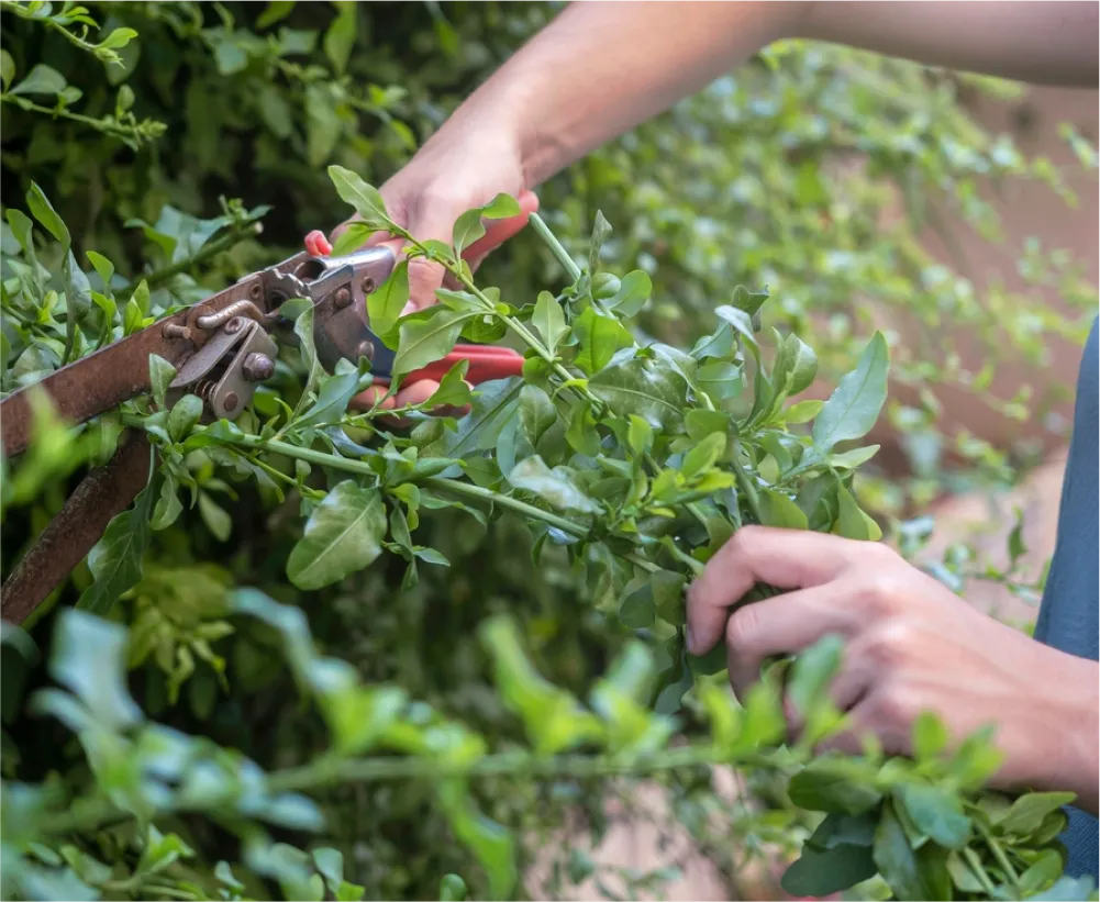 Auriau Elagage Elagueur Dans La Sarthe 72 Soins Aux Arbres 06