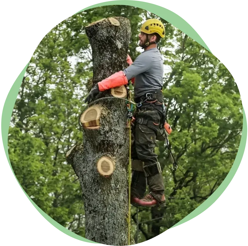 Auriau Elagage Elagueur Dans La Sarthe 72 H1 1