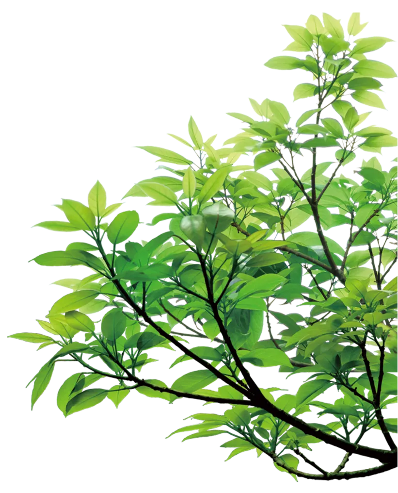 Auriau Elagage Elagueur Dans La Sarthe 72 Pngegg 2025 10 13T124334.050 1